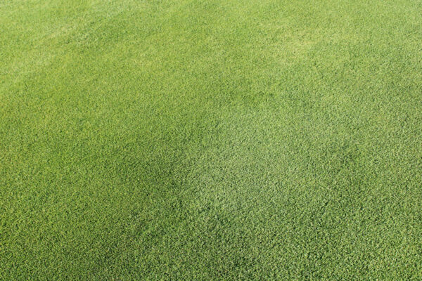 platinum-te-paspalum-600×400